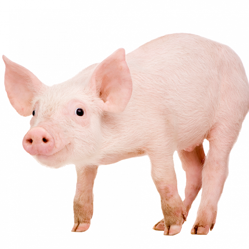 schwein-transparent-website.png